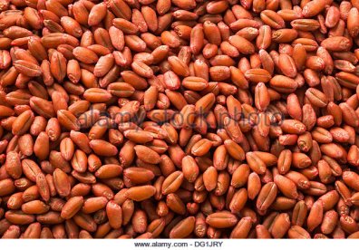 wheat-seed-that-has-been-treated-with-an-anti-fungal-coating-before-dg1jry